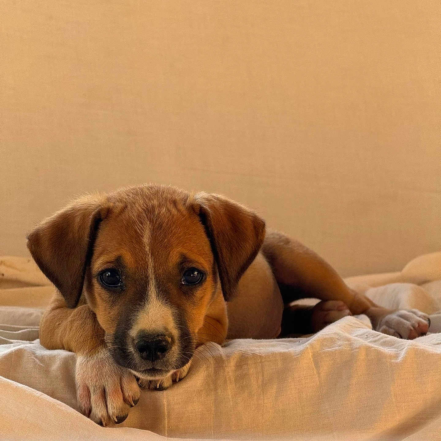 Piwi participe au concours pour gagner de l'argent avec cette photo : animal, beagle, bed, blanket, boxer, bulldog, canine, cushion, dog, dogbed, furniture, homedecor, hound, indoors, labradorretriever, person, pet, puppy, sleeping, snout
