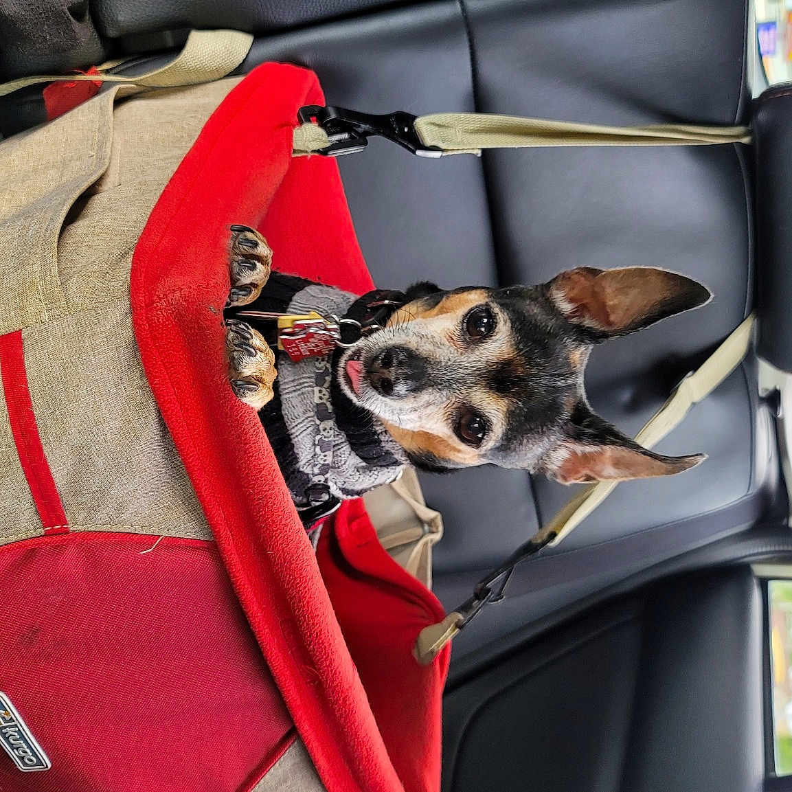 Titus is registered to the contest to win money with this photo: auto_part, automotive_exterior, bag, canidae, car, carnivore, chihuahua, collar, companion_dog, dog, dog_breed, dog_collar, dog_supply, motor_vehicle, snout, sporting_group, toy_dog, vehicle, vehicle_door, windshield