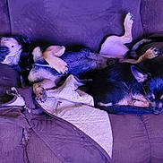 Little Bit is registered to the contest to win money with this photo: dog, sleeping, couch, purple_lighting, indoor, pet, relaxed, cozy, fur, animal, resting, two_dogs, paw, blanket, furniture, domestic, cute, companion, nap, home