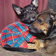 Little Bit is registered to the contest to win money with this photo: animal, black, blanket, brown, companion, couch, cozy, cute, dog, ears, friendship, fur, indoor, pet, plaid_outfit, portrait, relaxed, resting, snuggling, warm