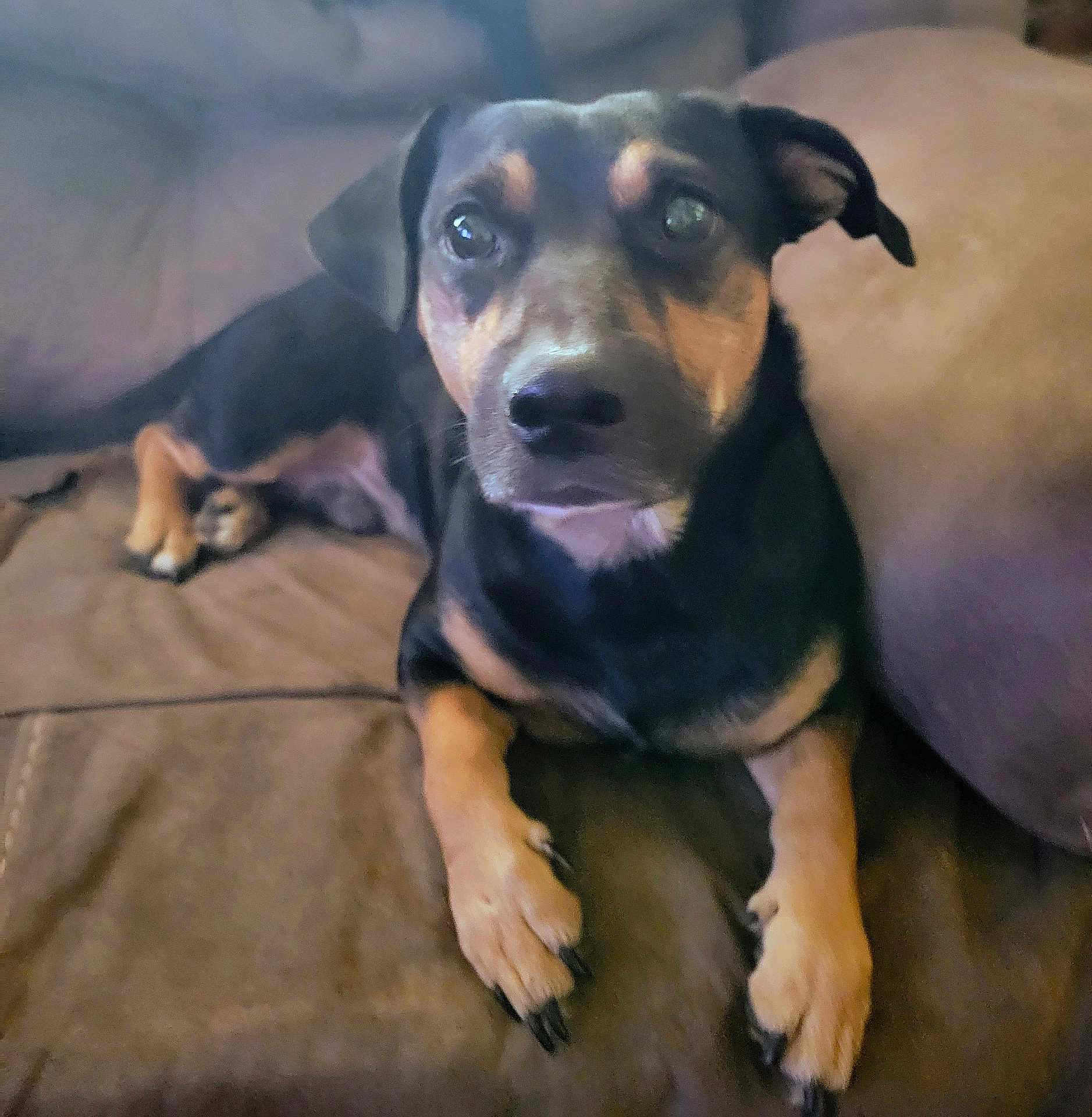 Bentley joined the competition — help win amazing prizes! dog, pet, couch, brown, indoor, animal, canine, laying, paw, fur, ears, nail, closeup, looking, face, companion, domestic, relaxed, curious, home