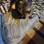 Bentley is registered to the contest to win money with this photo: dog, blanket, cozy, indoor, pet, curious, fur, ears, paw, looking_up, home, comfort, fabric, pattern, brown, black, beige, animal, cute, companion