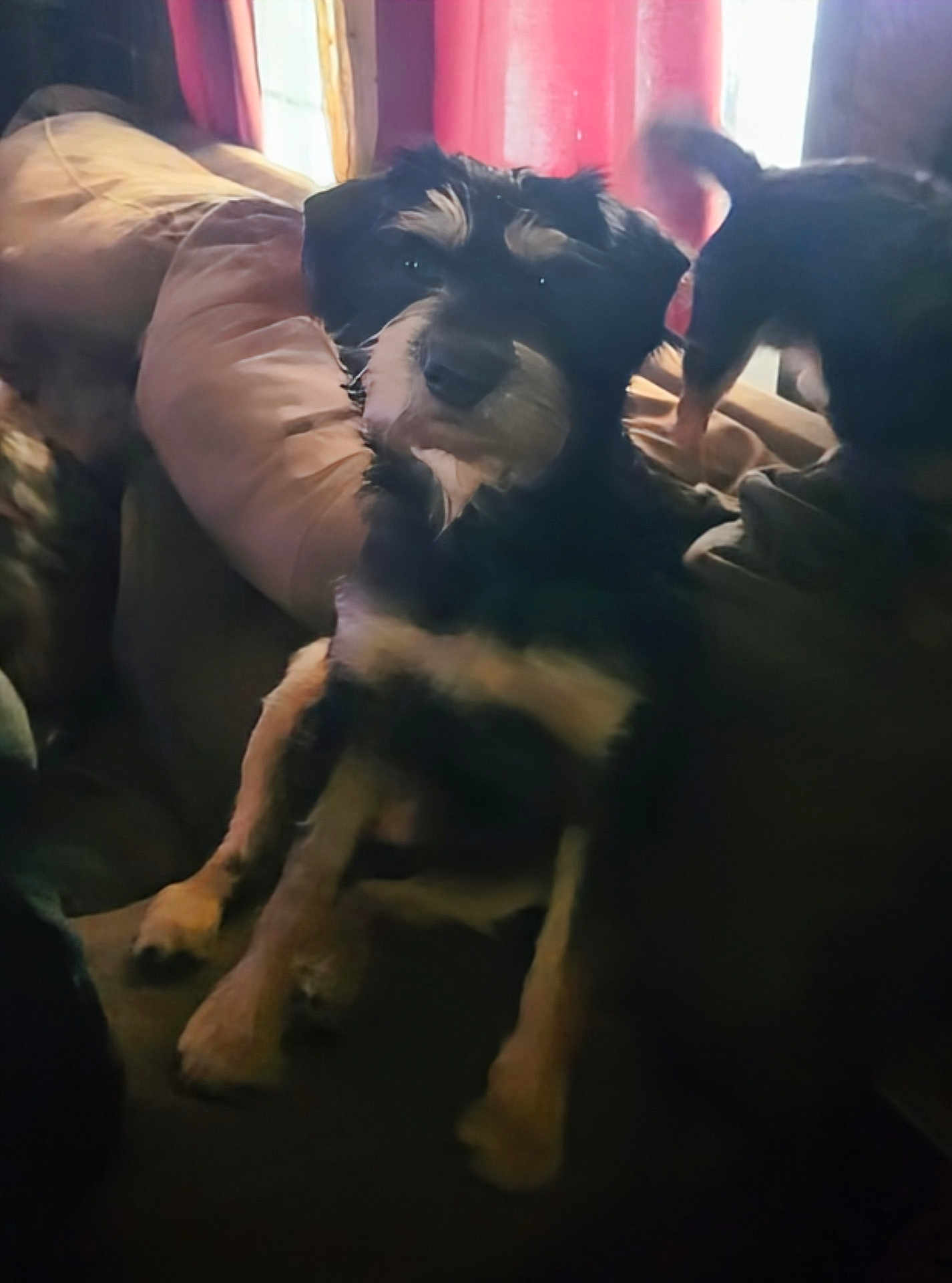 Willie is registered to the contest to win money with this photo: dog, indoor, couch, pillow, curtains, natural_light, black_dog, tan_dog, pet, animal, relaxing, furniture, companion, cozy, home, living_room, two_dogs, fur, canine, resting