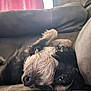 Willie is registered to the contest to win money with this photo: dog, pet, couch, upside_down, relaxed, indoor, fur, sleepy, window, curtain, cozy, black_and_tan, canine, animal, resting, soft, comfort, closeup, home, furniture