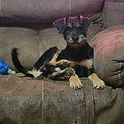 Willie joined the competition — help win amazing prizes! dog, puppy, couch, furniture, indoor, pet, relaxing, brown, worn, scruffy, tail, paws, seated, canine, cute, companion, animal, domestic, comfort, living_room