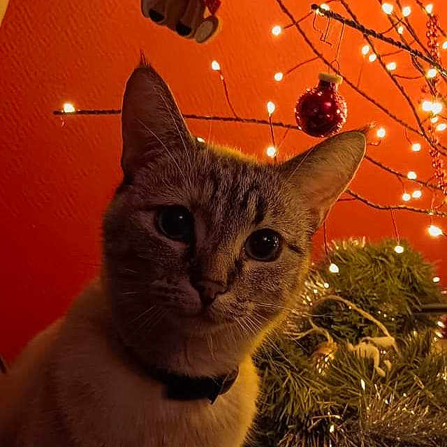 Zoé participe au concours pour gagner de l'argent avec cette photo : animal, cat, chandelier, christmas, christmasdecorations, festival, head, indoors, kitten, lamp, lighting, manx, nature, night, outdoors, person, pet, plant, pottedplant, tree
