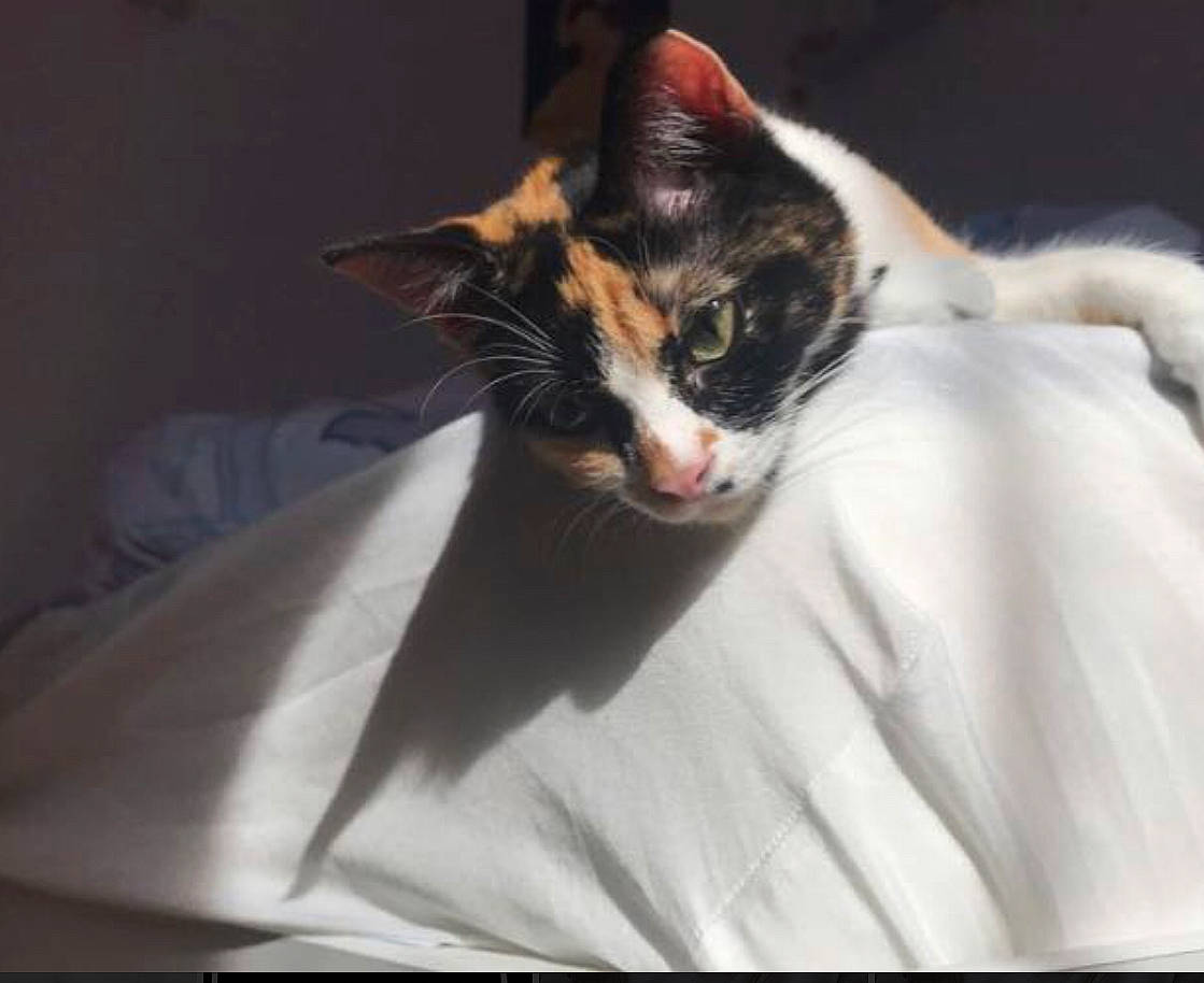 Tikky a rejoint le concours — aidez-le/la à gagner de superbes lots ! carnivore, cat, comfort, darkness, domestic_short_haired_cat, ear, felidae, fur, linens, small_to_medium_sized_cats, tail, whiskers