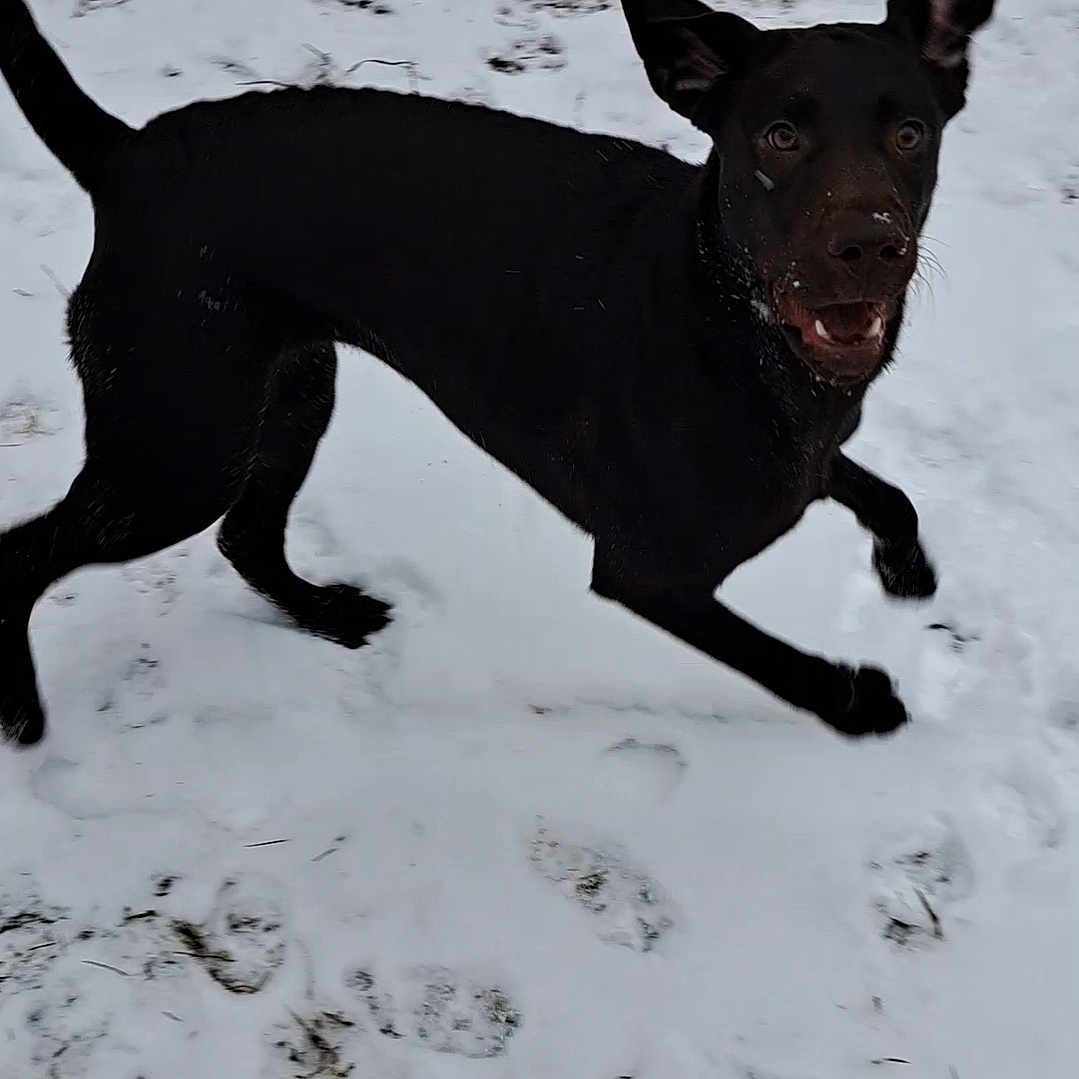 Marley joined the competition — help win amazing prizes! accessories, animal, bostonbull, bulldog, canine, chihuahua, dog, hound, labradorretriever, nature, outdoors, pet, pitbull, pointer, policedog, puppy, silhouette, snout, snow, strap