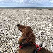 Oslo a rejoint le concours — aidez-le/la à gagner de superbes lots ! dog, long_hair, red_harness, beach, shells, sea, cloudy_sky, outdoor, pet, canine, nature, landscape, side_profile, looking_up, calm, animal, fur, summer, coast, daytime