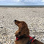 dog, long_hair, red_harness, beach, shells, sea, cloudy_sky, outdoor, pet, canine, nature, landscape, side_profile, looking_up, calm, animal, fur, summer, coast, daytime