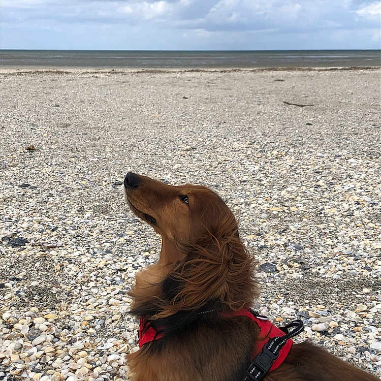 Oslo a rejoint le concours — aidez-le/la à gagner de superbes lots ! animal, beach, calm, canine, cloudy_sky, coast, daytime, dog, fur, landscape, long_hair, looking_up, nature, outdoor, pet, red_harness, sea, shells, side_profile, summer