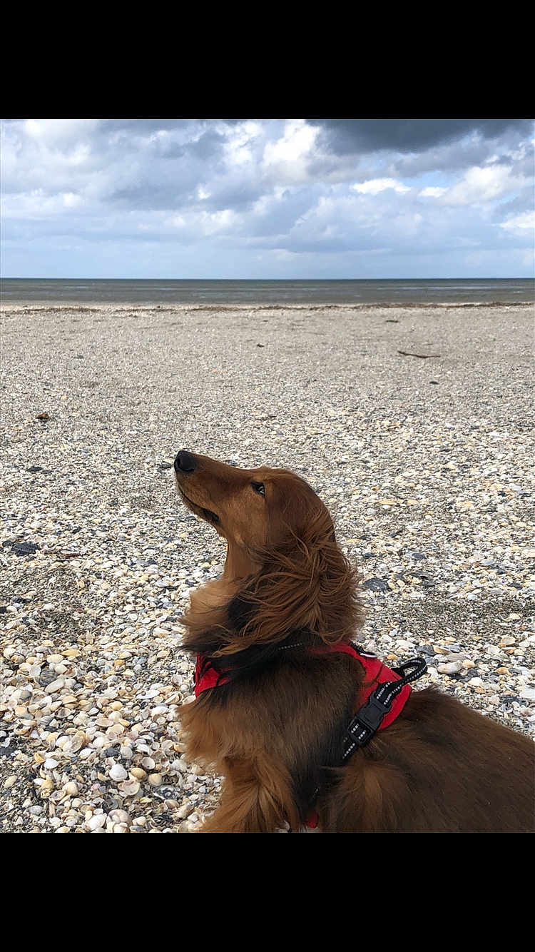 Oslo a rejoint le concours — aidez-le/la à gagner de superbes lots ! dog, long_hair, red_harness, beach, shells, sea, cloudy_sky, outdoor, pet, canine, nature, landscape, side_profile, looking_up, calm, animal, fur, summer, coast, daytime