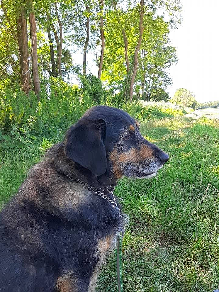 Jasmine participe au concours pour gagner de l'argent avec cette photo : canidae, carnivore, dog, dog_breed, grass, guard_dog, hovawart, huntaway, hunting_dog, mammal, smaland_hound, snout, sporting_group, working_dog