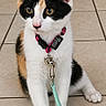 Luna a rejoint le concours — aidez-le/la à gagner de superbes lots ! cat, calico, kitten, pet, collar, leash, floor, tile, animal, cute, young, domestic, whiskers, ears, paws, sitting, indoor, fur, alert, playful