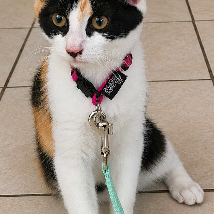 Luna a rejoint le concours — aidez-le/la à gagner de superbes lots ! cat, calico, kitten, pet, collar, leash, floor, tile, animal, cute, young, domestic, whiskers, ears, paws, sitting, indoor, fur, alert, playful