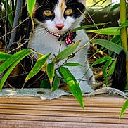 Luna a rejoint le concours — aidez-le/la à gagner de superbes lots ! cat, calico, plant, greenery, bamboo, wood, collar, outdoor, pet, animal, nature, curious, feline, leaf, closeup, face, whiskers, eyes, cute, portrait