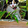 cat, calico, plant, greenery, bamboo, wood, collar, outdoor, pet, animal, nature, curious, feline, leaf, closeup, face, whiskers, eyes, cute, portrait