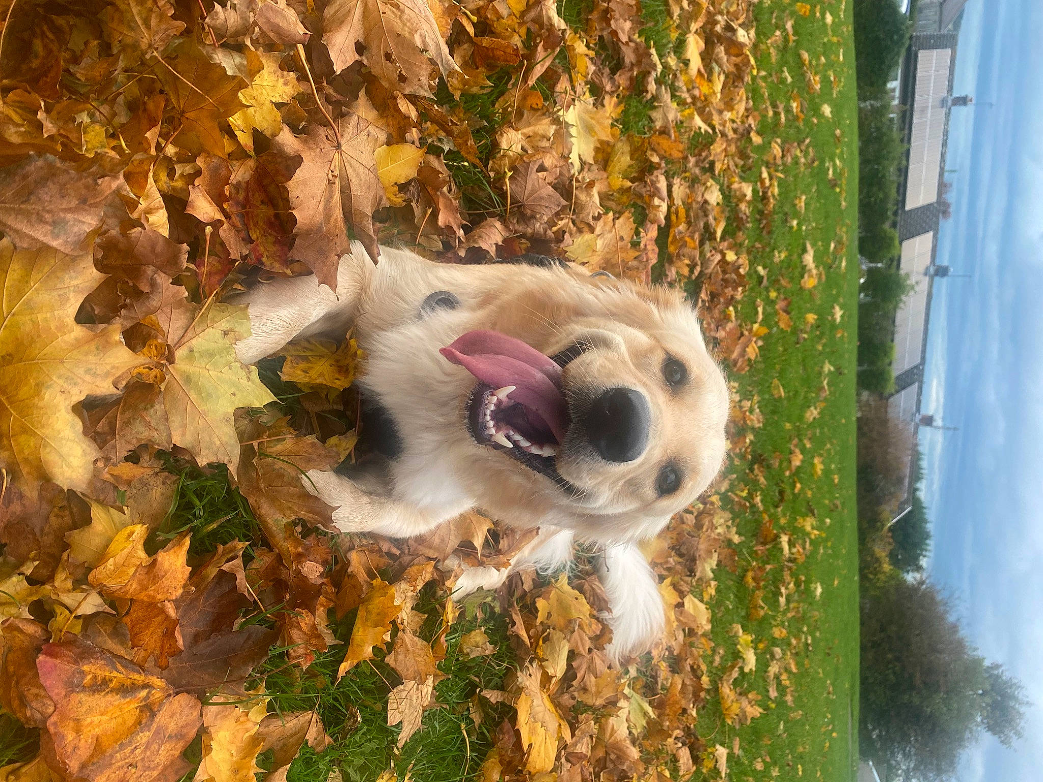 Honey is registered to the contest to win money with this photo: art, canidae, carnivore, companion_dog, dog, dog_breed, fawn, grass, landscape, plant, sky, snout, sporting_group, tail, tree, water, whiskers, wildlife, wood, working_animal