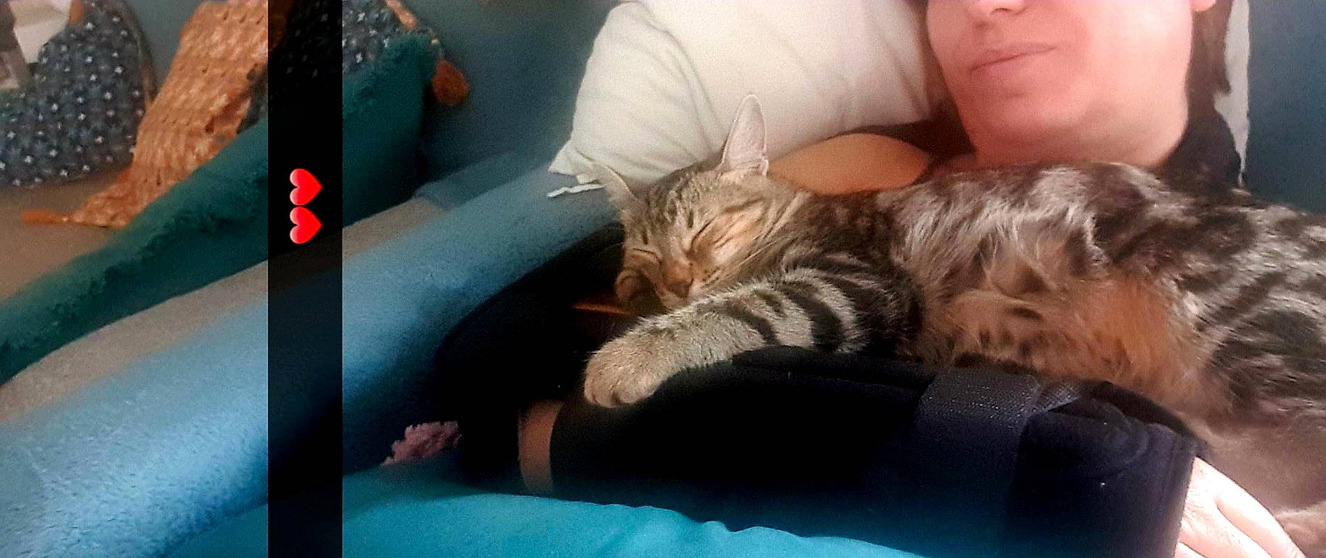 Rubis participe au concours pour gagner de l'argent avec cette photo : bed, carnivore, cat, comfort, companion_dog, domestic_short_haired_cat, ear, felidae, fun, fur, gesture, human_leg, lap, leg, linens, nail, sitting, small_to_medium_sized_cats, textile, whiskers