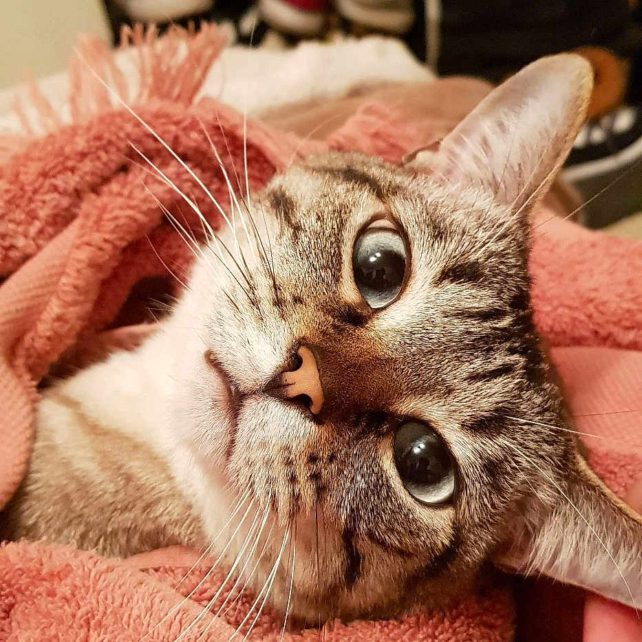 Puce participe au concours pour gagner de l'argent avec cette photo : abyssinian, animal, blanket, cat, clothing, face, footwear, furniture, head, indoors, kitten, manx, person, pet, photography, portrait, quilt, shelf, shoe, towel