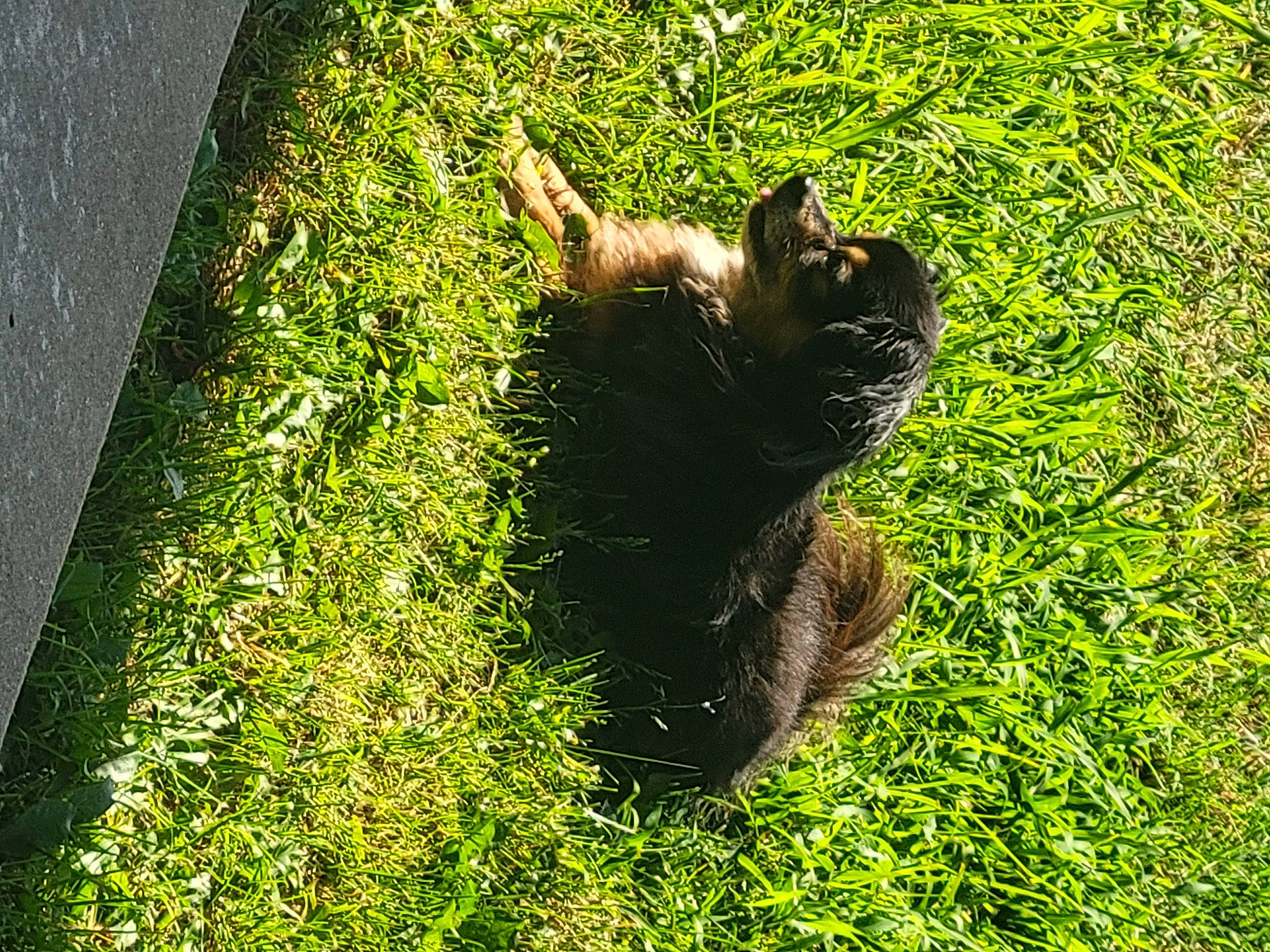 Slade is registered to the contest to win money with this photo: carnivore, cat, dog_breed, domestic_short_haired_cat, felidae, fur, grass, groundcover, lawn, plant, shrub, small_to_medium_sized_cats, snout, sunlight, tail, terrestrial_animal, tints_and_shades, trunk, whiskers, wood