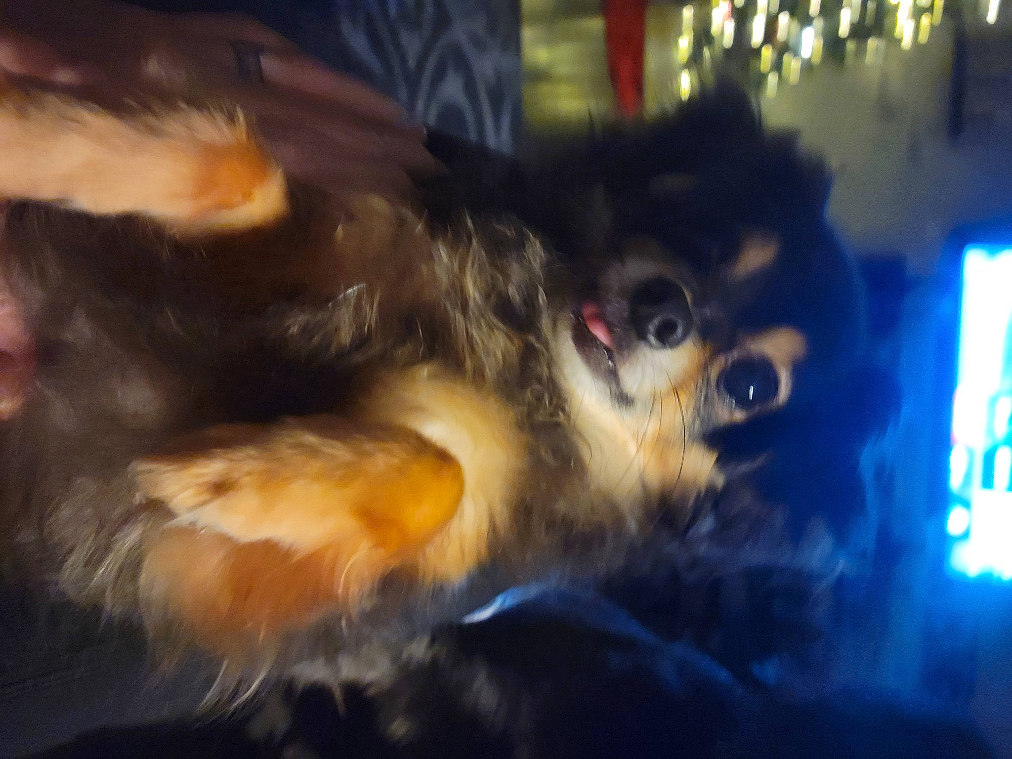 Slade is registered to the contest to win money with this photo: carnivore, companion_dog, darkness, dog, dog_breed, fur, paw, snout, sporting_group, tail, toy_dog, whiskers, working_dog