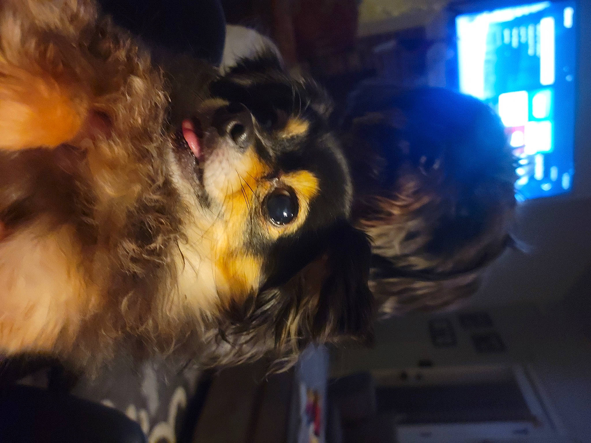 Slade is registered to the contest to win money with this photo: canidae, carnivore, claw, companion_dog, dog, dog_breed, ear, fur, hat, liver, puppy, spaniel, sporting_group, toy_dog, vertebrate, whiskers, working_animal