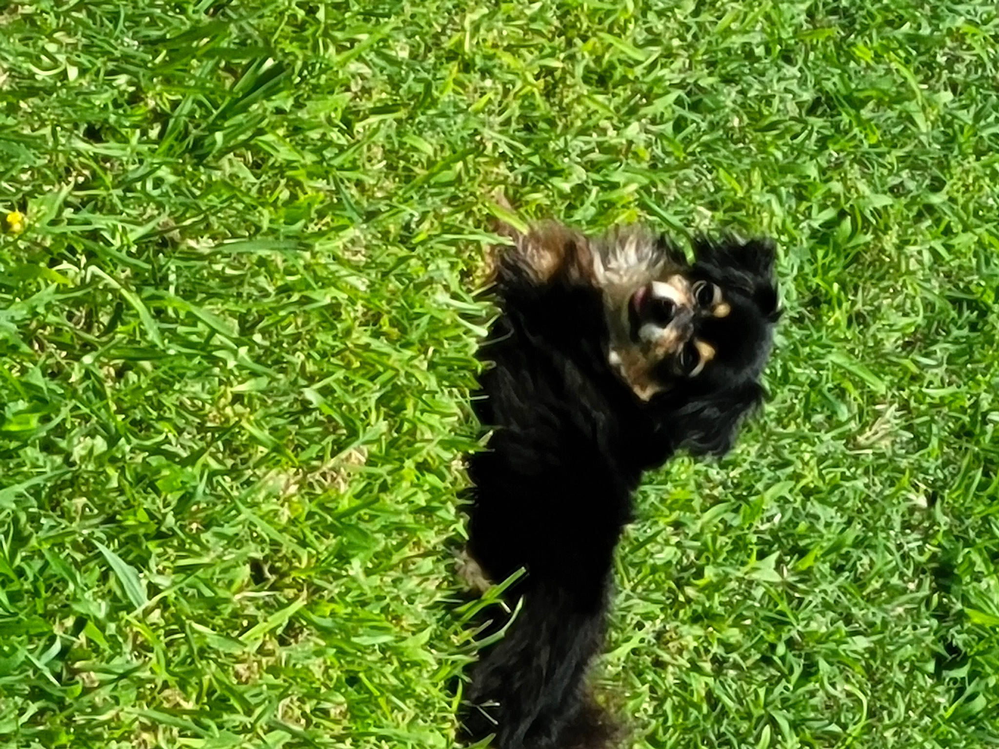 Slade joined the competition — help win amazing prizes! canidae, carnivore, companion_dog, dog_breed, felidae, fur, grass, grassland, groundcover, liver, pasture, paw, small_to_medium_sized_cats, snout, sporting_group, tail, terrestrial_animal, terrier, wildlife, working_animal