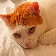 Marcus joined the competition — help win amazing prizes! animal, bed, blanket, cat, close_up, cozy, cute, domestic_cat, ears, eyes, face, feline, fur, lying_down, orange_and_white_cat, pet, relaxed, resting, soft_light, whiskers