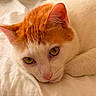 cat, orange_and_white_cat, close_up, lying_down, bed, blanket, pet, feline, animal, resting, cozy, soft_light, whiskers, ears, face, eyes, fur, cute, domestic_cat, relaxed