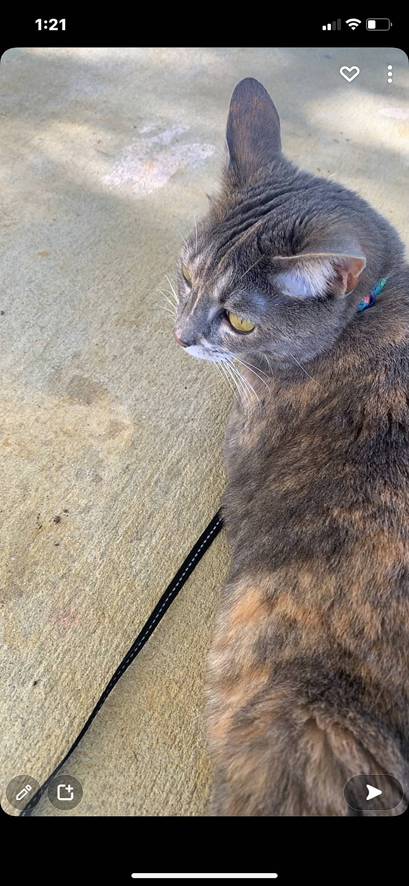 Moxie joined the competition — help win amazing prizes! black_cat, carnivore, cat, claw, domestic_short_haired_cat, eye, felidae, fur, grey, hair, head, paw, sitting, small_to_medium_sized_cats, snout, tail, terrestrial_animal, whiskers, wildlife, wood