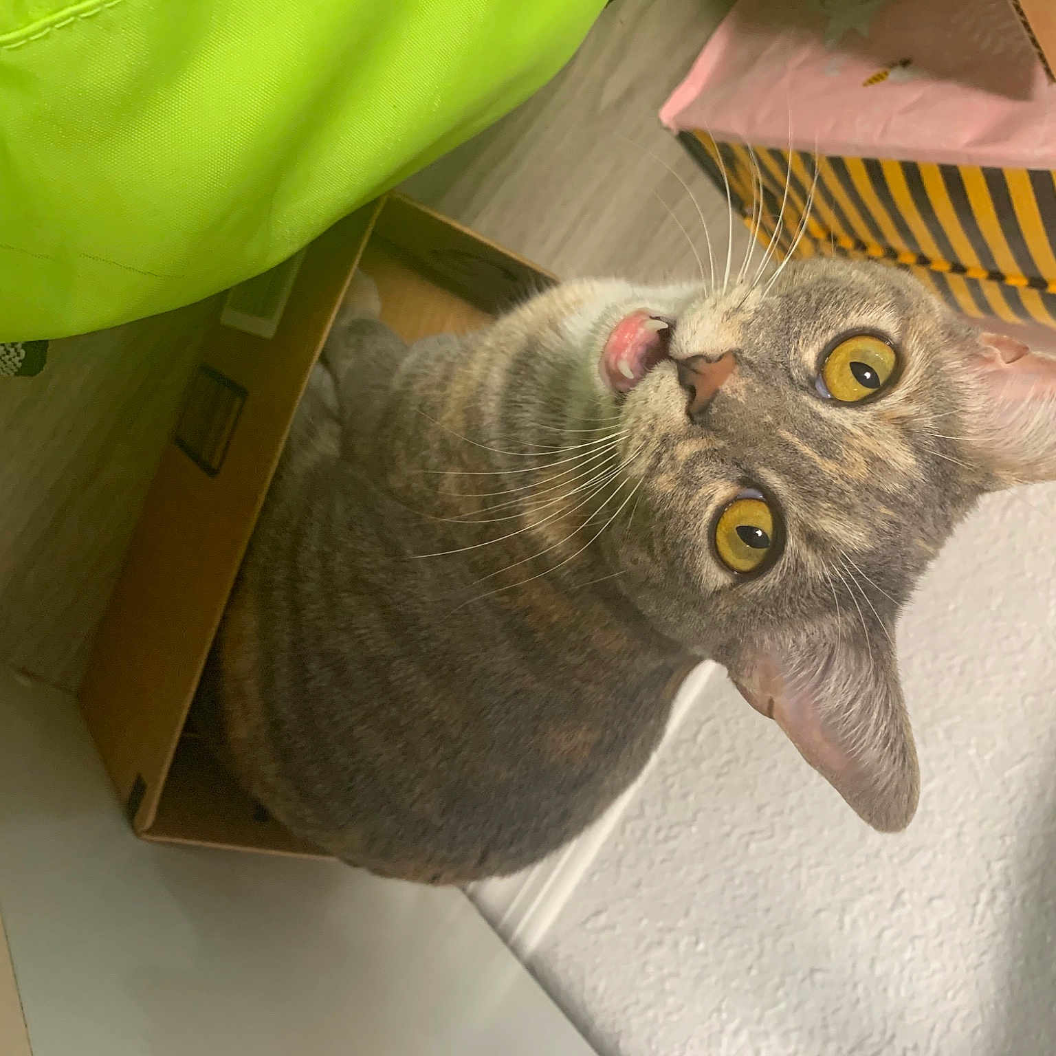 Moxie joined the competition — help win amazing prizes! carnivore, cat, domestic_short_haired_cat, felidae, fur, paw, shelf, small_to_medium_sized_cats, snout, tail, whiskers