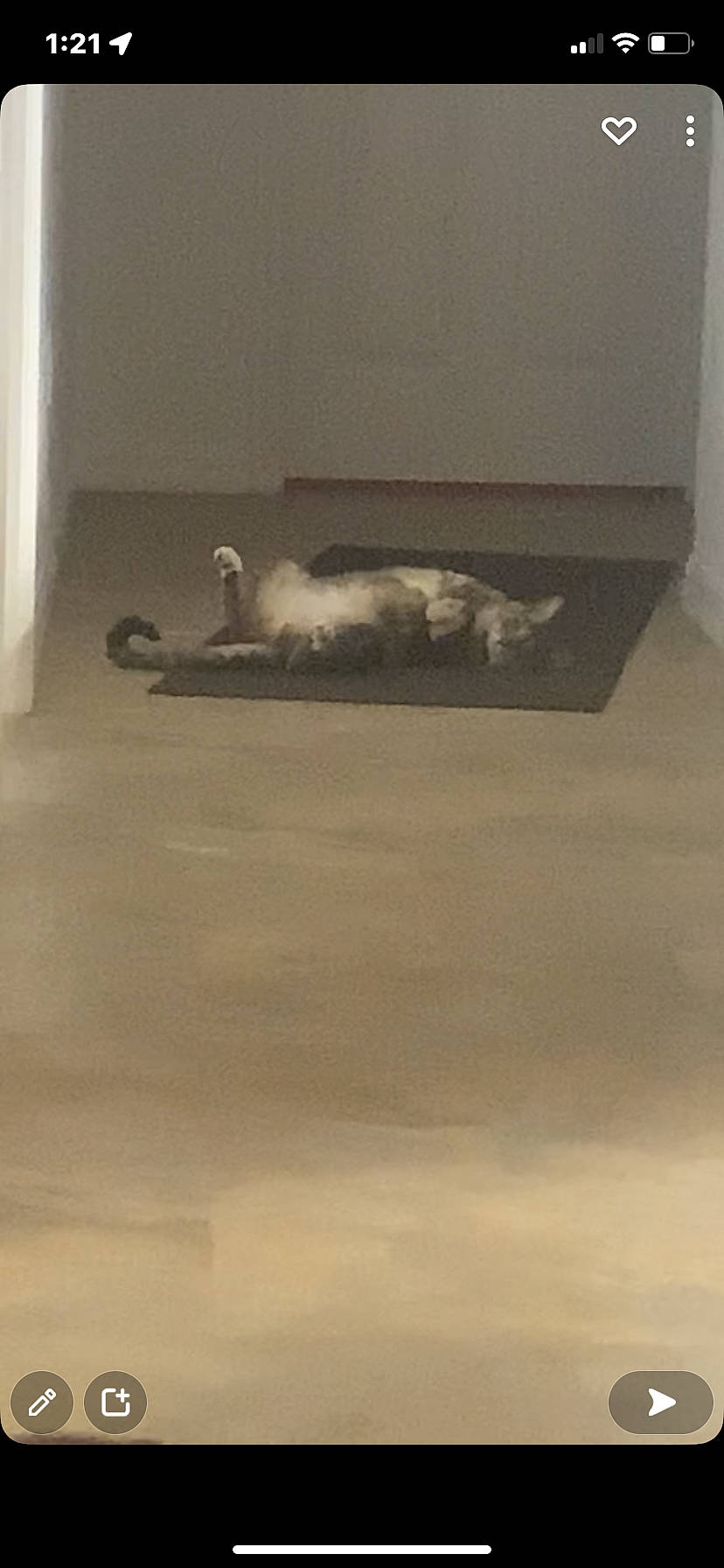 Moxie is registered to the contest to win money with this photo: art, carnivore, cat, felidae, floor, flooring, fur, grey, hardwood, laminate_flooring, rectangle, room, shadow, small_to_medium_sized_cats, tail, tints_and_shades, visual_arts, whiskers, wood, wood_flooring