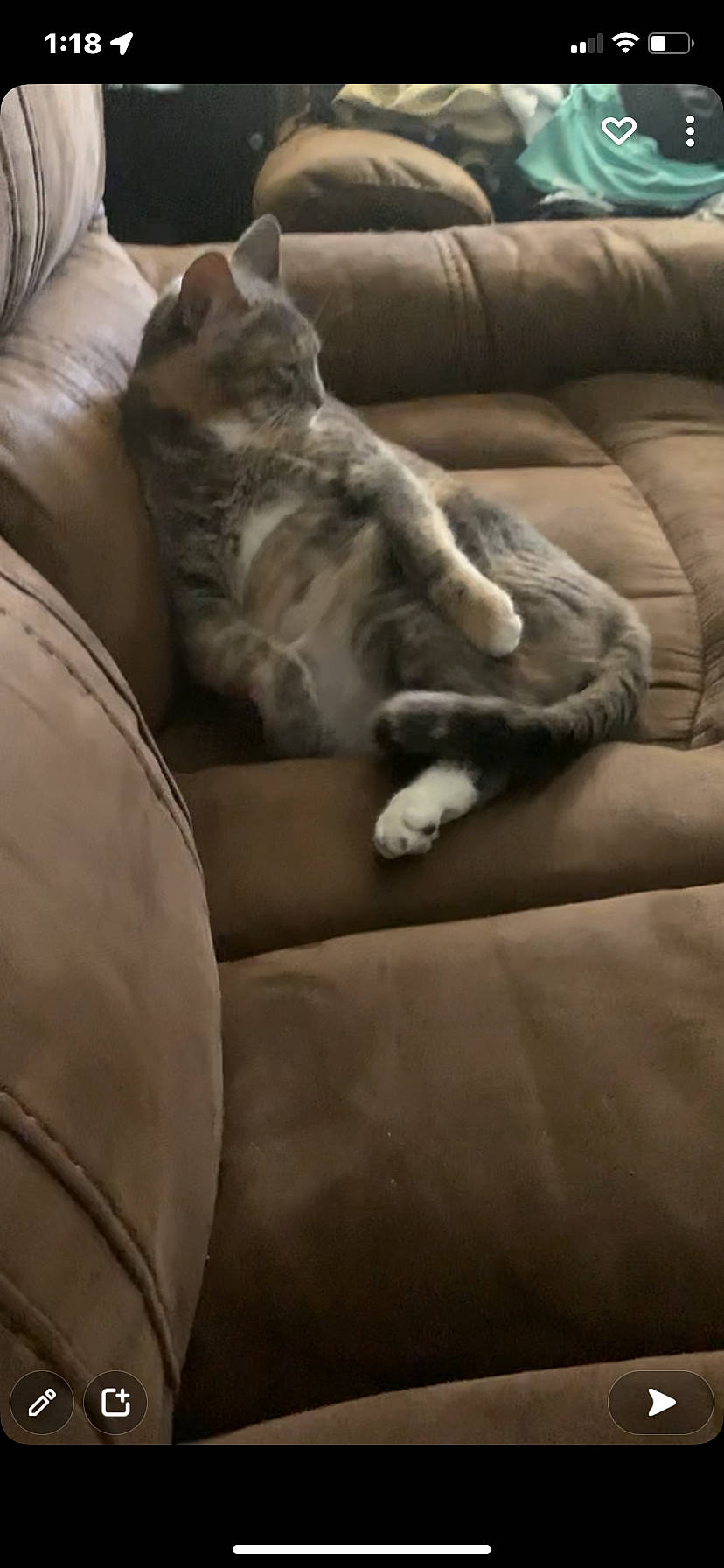 Moxie joined the competition — help win amazing prizes! carnivore, cat, comfort, companion_dog, couch, dog_breed, domestic_short_haired_cat, felidae, flooring, fur, grey, hardwood, human_leg, paw, small_to_medium_sized_cats, tail, terrestrial_animal, vertebrate, whiskers, wood