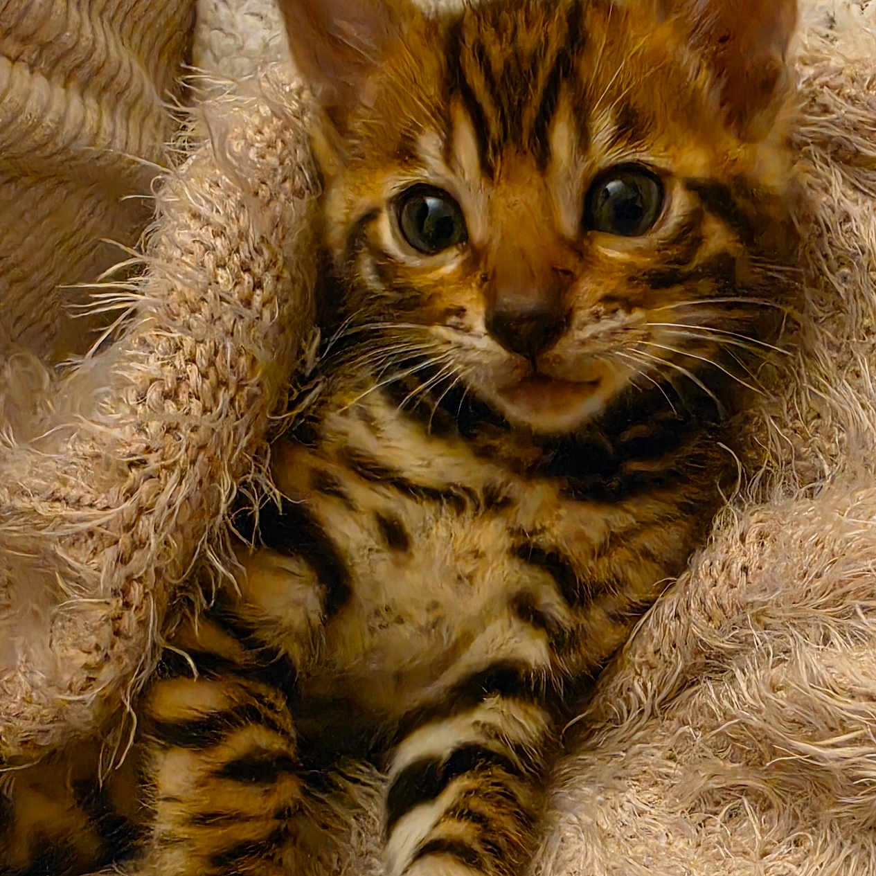 Baghera a rejoint le concours — aidez-le/la à gagner de superbes lots ! kitten, cat, animal, pet, feline, tabby, stripes, cute, cozy, blanket, snuggled, fur, whiskers, ears, closeup, portrait, domestic_animal, young, sleepy, resting
