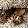 Baghera participe au concours pour gagner de l'argent avec cette photo : kitten, bengal_cat, cat, pet, animal, furry, cute, cozy, blanket, soft, closeup, whiskers, ears, fur, sleepy, resting, indoor, domestic_animal, curious, small_animal