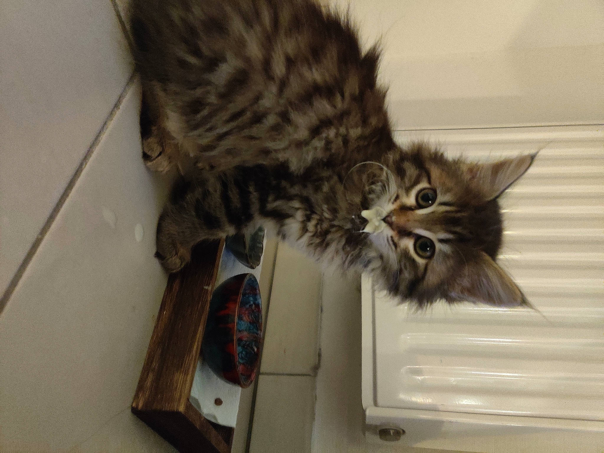 Forest participe au concours pour gagner de l'argent avec cette photo : british_longhair, carnivore, cat, claw, domestic_short_haired_cat, felidae, fur, maine_coon, mammal, paw, room, small_to_medium_sized_cats, snout, tail, terrestrial_animal, whiskers