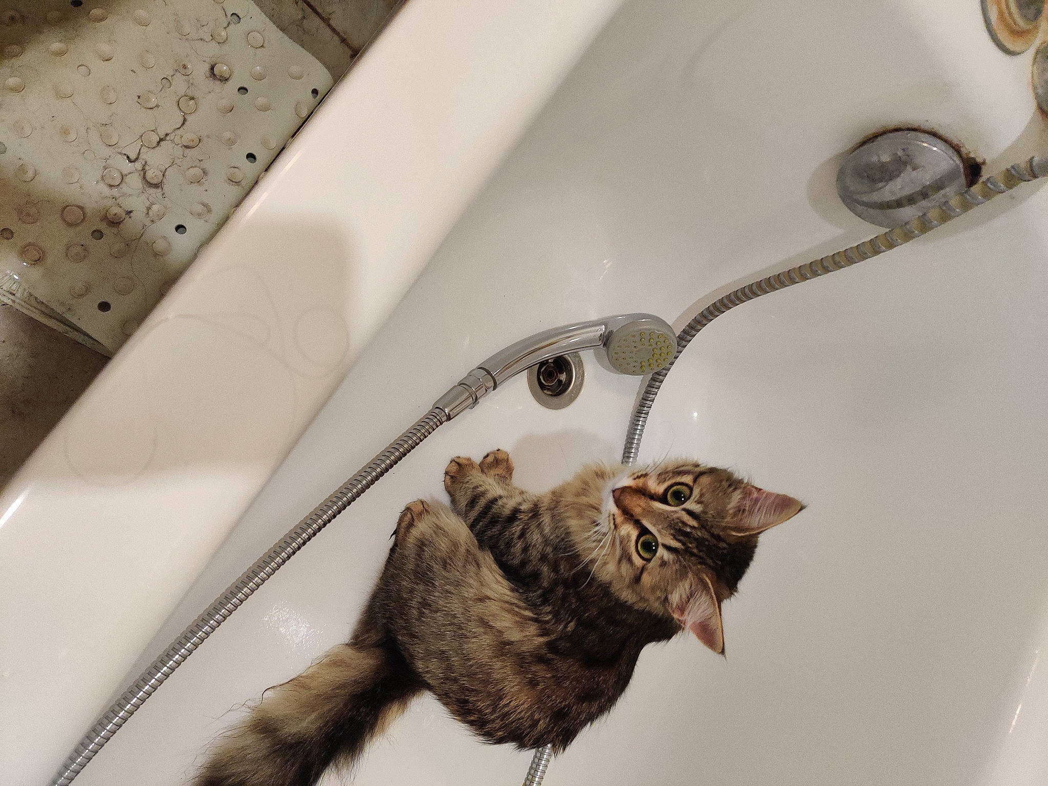 Forest a rejoint le concours — aidez-le/la à gagner de superbes lots ! bat, carnivore, claw, cutlery, domestic_short_haired_cat, felidae, fur, kitchen_utensil, perching_bird, small_to_medium_sized_cats, tail, terrestrial_animal, twig, whiskers, wildlife