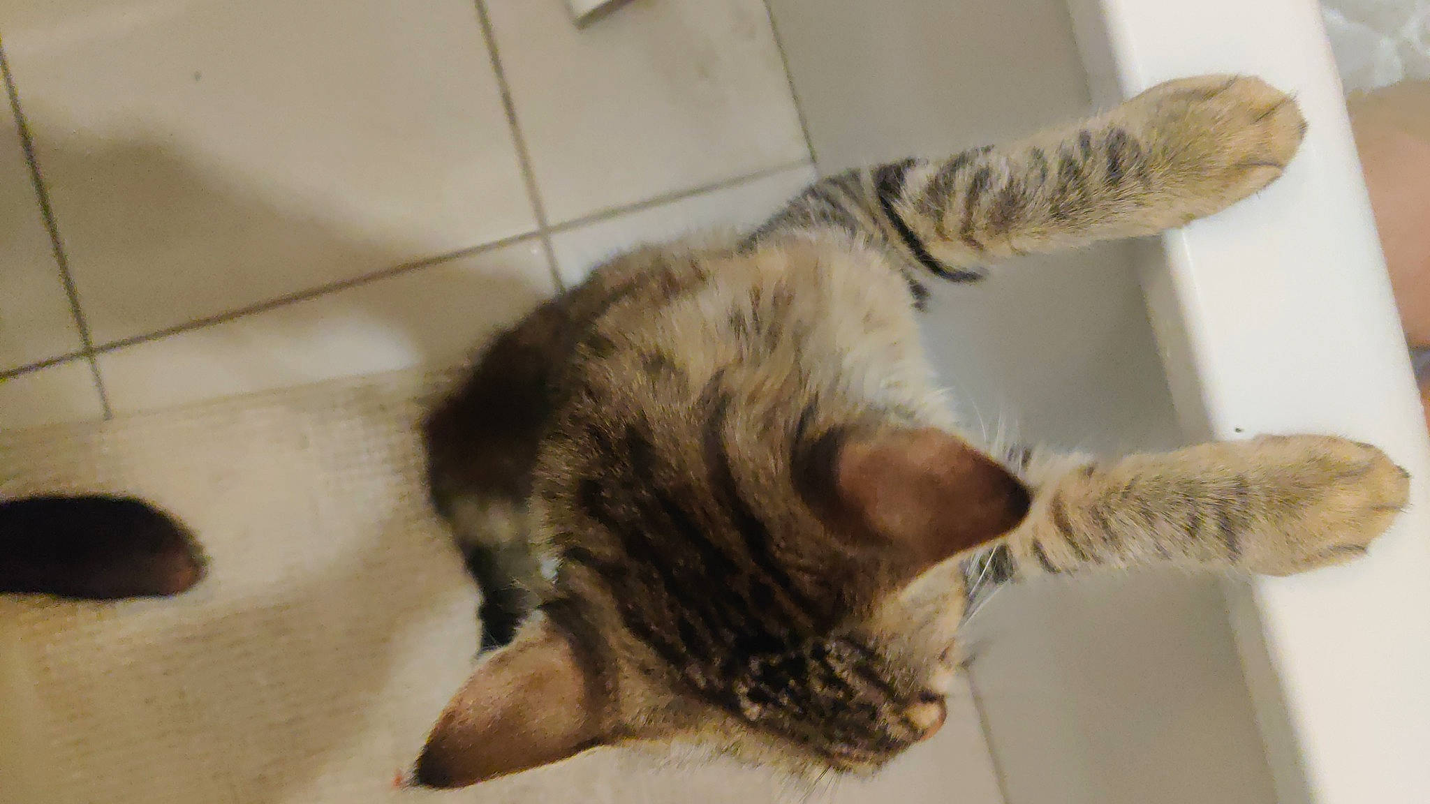 Forest a rejoint le concours — aidez-le/la à gagner de superbes lots ! carnivore, cat, claw, comfort, domestic_short_haired_cat, felidae, flooring, fur, hardwood, nap, paw, small_to_medium_sized_cats, snout, tail, whiskers