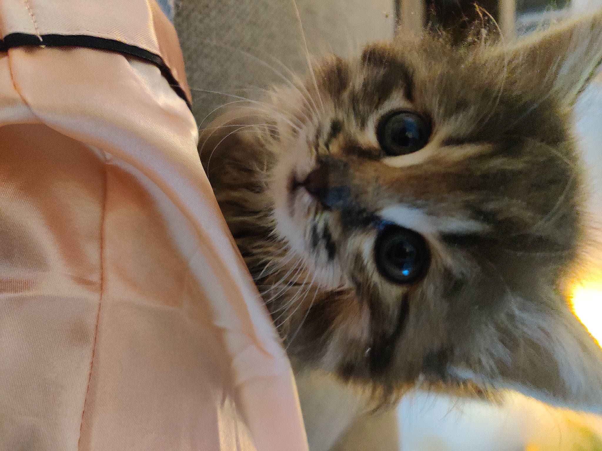 Forest a rejoint le concours — aidez-le/la à gagner de superbes lots ! carnivore, cat, claw, comfort, domestic_short_haired_cat, fawn, felidae, fur, maine_coon, norwegian_forest_cat, paw, sleeve, small_to_medium_sized_cats, terrestrial_animal, whiskers