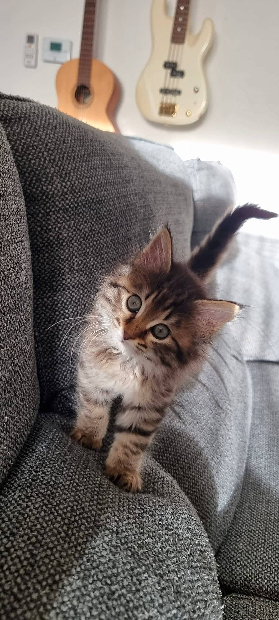 Forest a rejoint le concours — aidez-le/la à gagner de superbes lots ! carnivore, cat, claw, comfort, domestic_short_haired_cat, eye, fawn, felidae, fur, grey, hardwood, human_leg, paw, sitting, small_to_medium_sized_cats, snout, tail, whiskers, window, wood