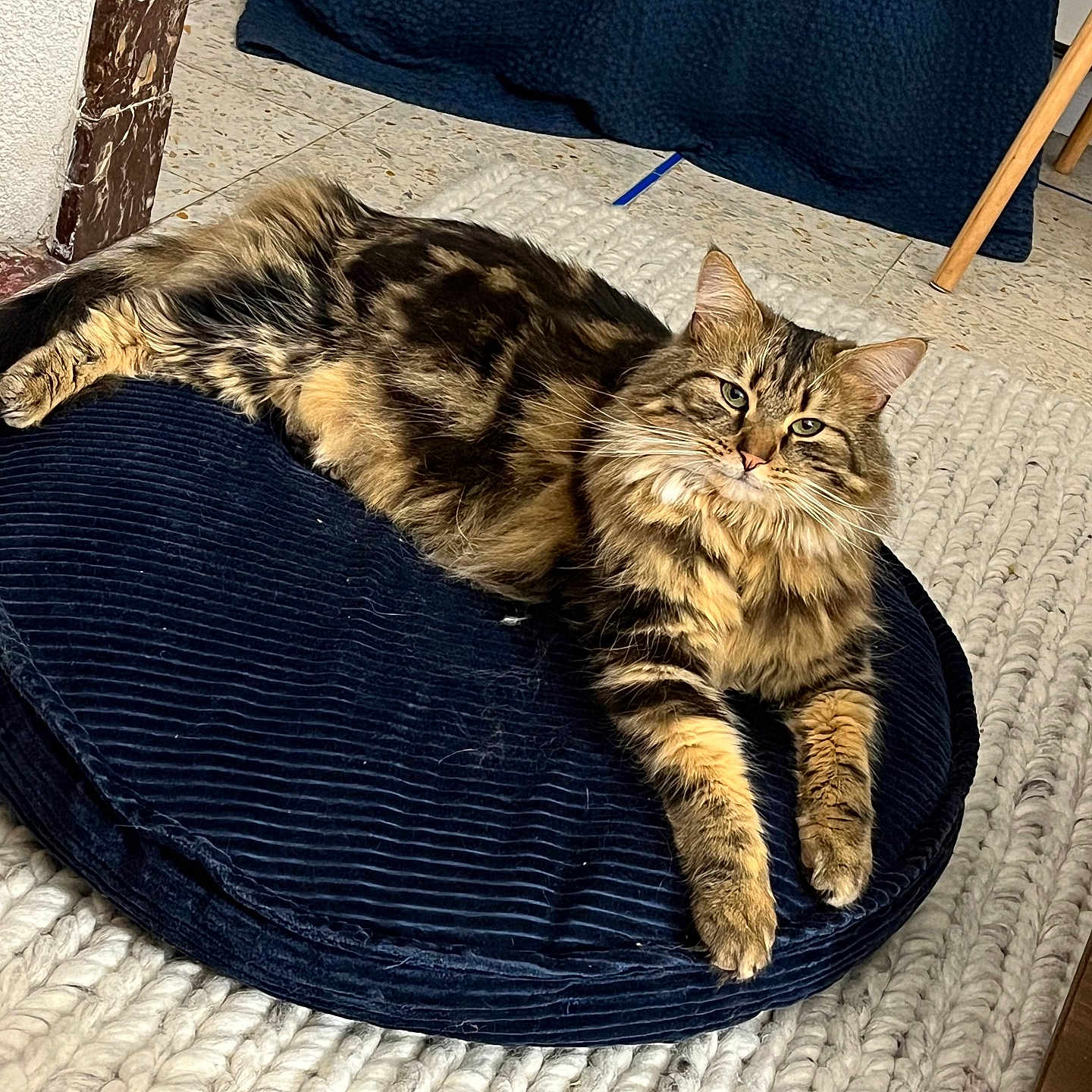 Schessir a rejoint le concours — aidez-le/la à gagner de superbes lots ! animal, canine, cat, dog, dogbed, furniture, kitten, pet