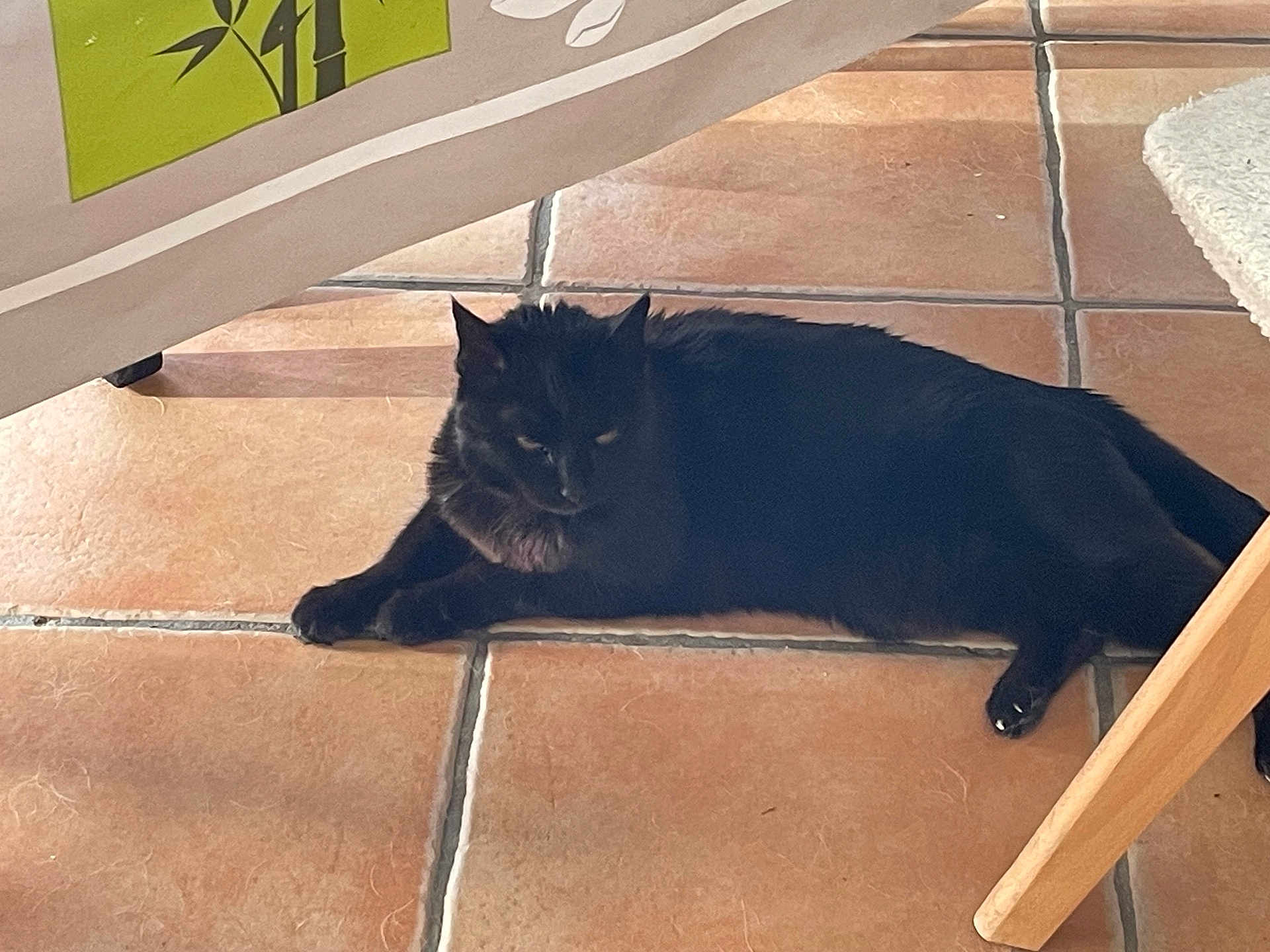 Saphira