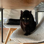 Saphira participe au concours pour gagner de l'argent avec cette photo : cat, black_cat, chair, wooden_leg, indoor, floor_tile, furniture, pet, animal, looking, eyes, curious, cozy, texture, home, domestic, yellow_eyes, sitting, under_table, quiet