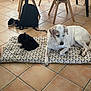 cat, dog, indoor, tiled_floor, mat, black_cat, white_dog, chair, table, tablecloth, wooden_legs, footwear, backpack, pet, resting, animal, floor, quiet, home, cozy