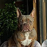 Toby is registered to the contest to win money with this photo: dog, french_bulldog, pet, animal, portrait, sitting, indoors, blanket, patterned_blanket, plant, window, doorway, ears, blue_eyes, brown_coat, white_chest, short_snout, serious_expression, home, natural_light