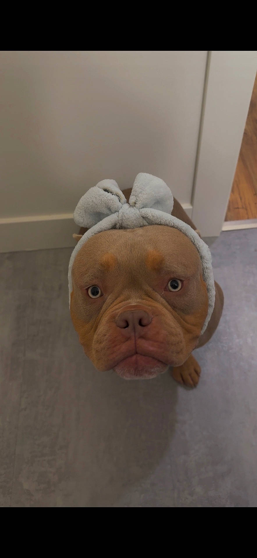 Toby joined the competition — help win amazing prizes! animal, bow, brown, bulldog, dog, eyes, face, floor, funny, gray, hallway, headwear, home, indoors, looking_at_camera, nose, pet, portrait, short_fur, wrinkles