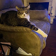 Keeks joined the competition — help win amazing prizes! cat, tabby, white_paws, feline, pet, animal, portrait, indoors, living_room, recliner, armchair, leather, fireplace, couch, cozy, lounging, sitting, whiskers, ears, wood_floor