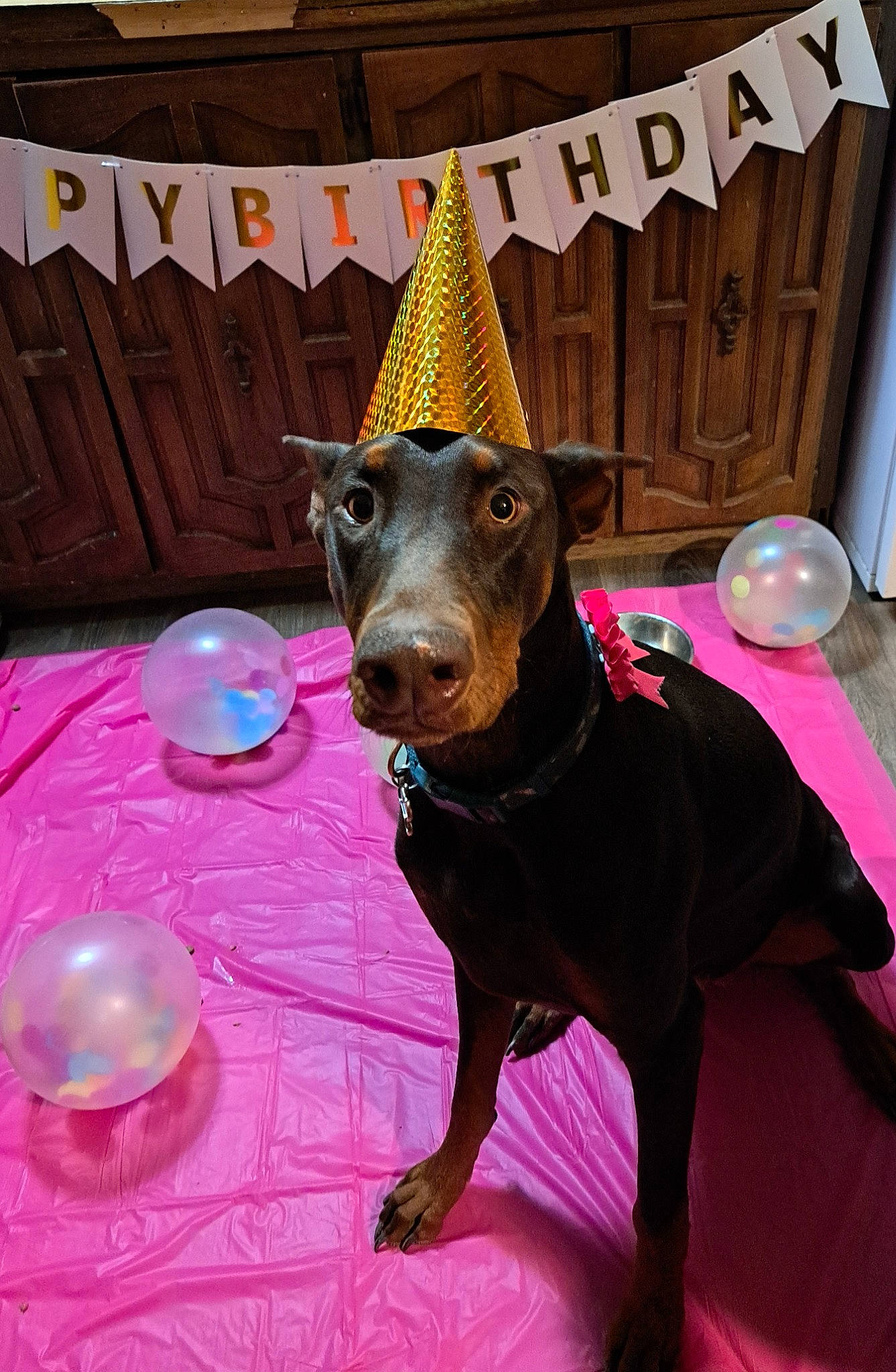 Sasha is registered to the contest to win money with this photo: carnivore, collar, companion_dog, cone, costume_hat, dog, dog_breed, dog_collar, event, fashion_accessory, fawn, magenta, party_hat, pink, pinscher, plate, snout, tableware, toy_dog, working_animal