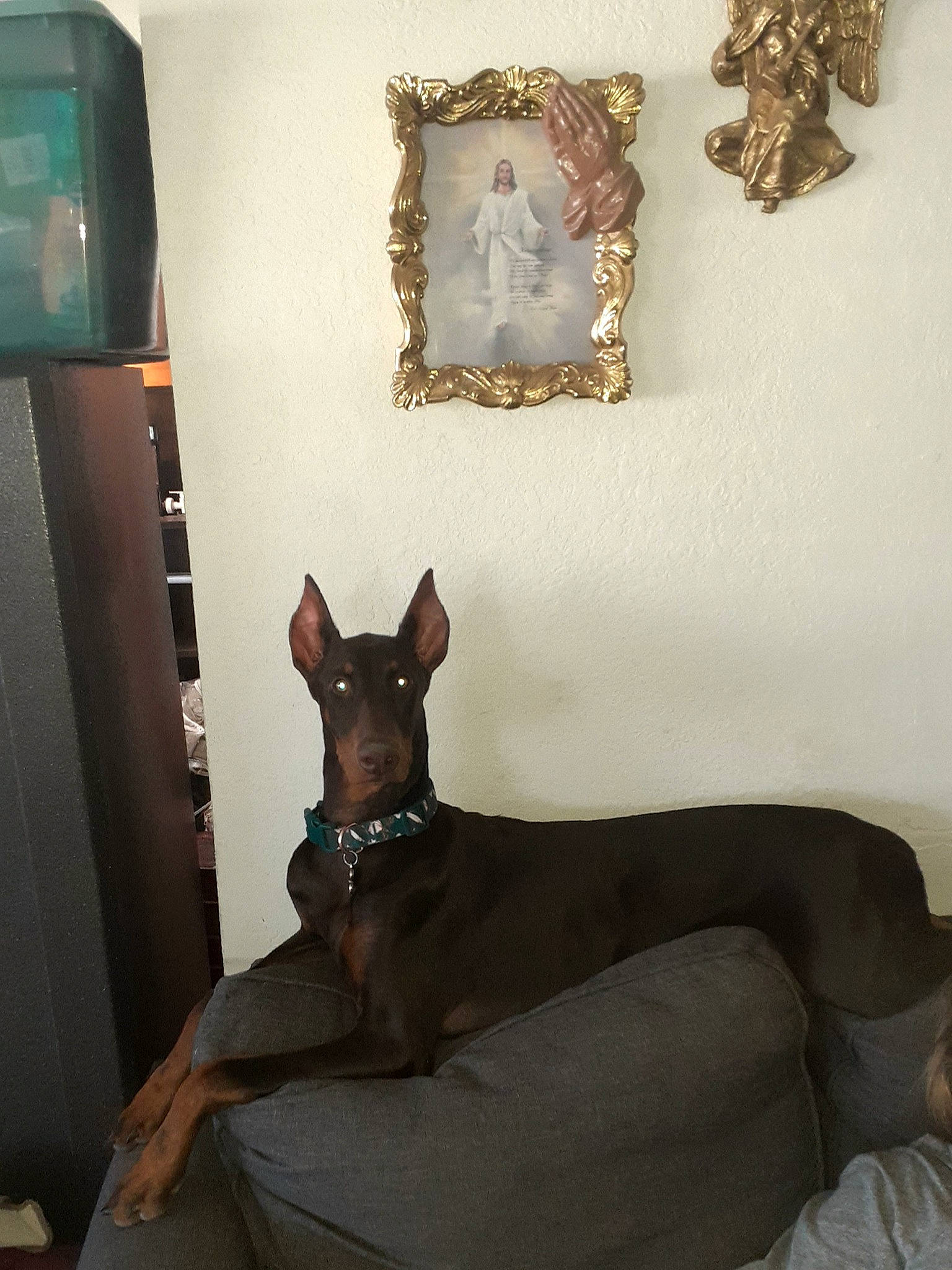 Sasha is registered to the contest to win money with this photo: art, brown, canidae, carnivore, comfort, companion_dog, dog, dog_breed, fawn, hardwood, liver, pinscher, prazsky_krysarik, room, snout, tail, toy_dog, whiskers, wood, working_animal